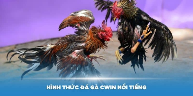 Một số hình thức đá gà Cwin nổi tiếng nhất